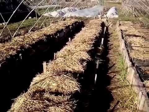 Видео: АТ1 Калифорнийские черви  Буртовой метод  Семья Ткаченко