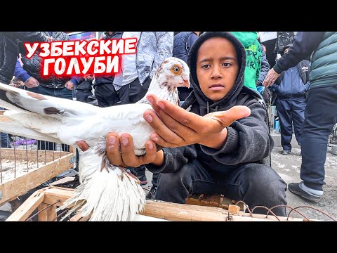 Видео: ТАШКЕНТ. ПТИЧИЙ РЫНОК КАРАКАМЫШ УЗБЕКСКИЕ ГОЛУБИ