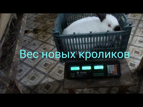 Видео: Вес новых кроликов на кормах собственного производства