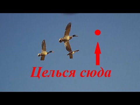 Видео: КАК ПОПАСТЬ В УТКУ?  УПРЕЖДЕНИЕ!  ПРИМЕРЫ РЕАЛЬНЫХ ВЫСТРЕЛОВ