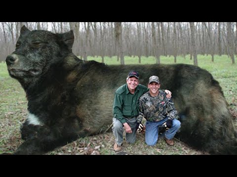 Видео: 40 самых больших существ, когда-либо заснятых на камеру!