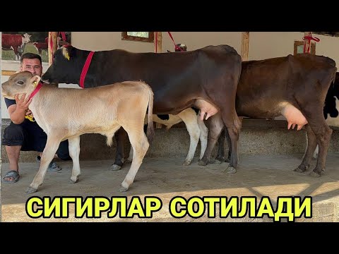 Видео: ШОМИРОДНИ БОЗОРИДА 3 БОШЛИ ШВЕД ЭСТОН ГУЗАЛ СИГИРЛАР СОТИЛАДИ SOTILADIGON SIGKRLAR 21 сентября 2024