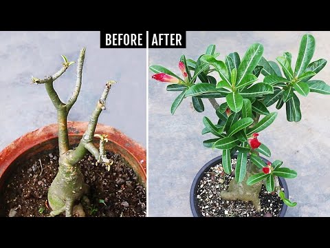 Видео: Сделайте ЭТО НЕМЕДЛЕННО, если адениум НЕ ЦВЕТЕТ или НЕ РАСТЕТ