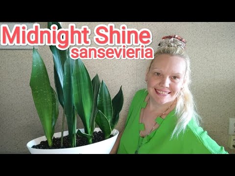 Видео: 8ая пересадка сансевиерии, Блэк Даймонд (Миднайт Шайн) сансевиерия #комнатныерастения #сансевиерия