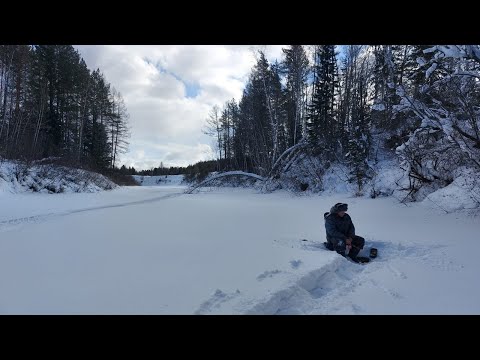 Видео: Налим. Февраль 2023 год.