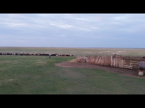 Видео: Жайлаудағы қозы-лақ маңырайды-ай