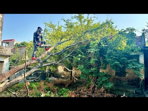 Видео: Красивая девушка убирает ремонт дома, спасает собак от змеи крайт