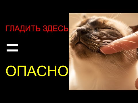 Видео: Ваша кошка тоже кусается? Вот что вы делаете не так
