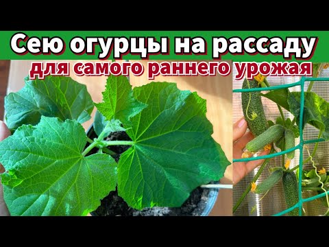 Видео: КОГДА ПОСЕЯТЬ ОГУРЦЫ НА РАССАДУ. ЭТИМ СПОСОБОМ ПОСЕВА я получаю самый ранний урожай огурцов.