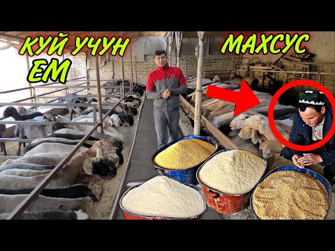 Видео: 170 КУЙ БОКИШ УСЛУБИ МАХСУЗ ЕМ БИЛАН 😱😱😱