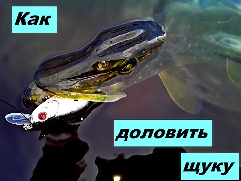 Видео: Как доловить щуку