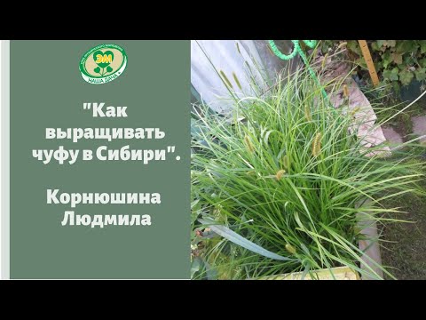 Видео: Как вырастить чуфу в Сибири. Корнюшина Людмила