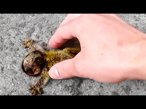 Видео: ЖИВОТНЫЕ, КОТОРЫЕ ПОПРОСИЛИ ПОМОЩИ У ЛЮДЕЙ
