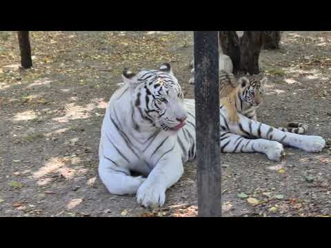Видео: Малышня достает папу Раджу) Тайган