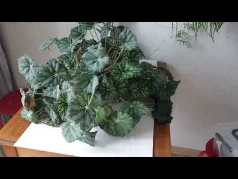 Видео: Пересадка и Деление ТИГРОВОЙ БЕГОНИИ БАУЭРА