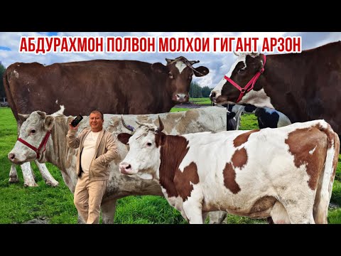 Видео: Гигант молҳо Красное пестрие Сементал светлие Абдураҳмон полвон 3 октября 2025 г.