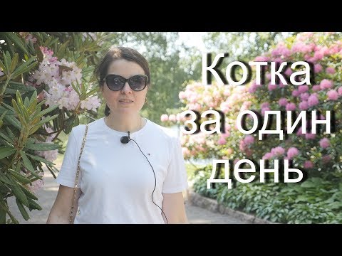 Видео: Котка за один день