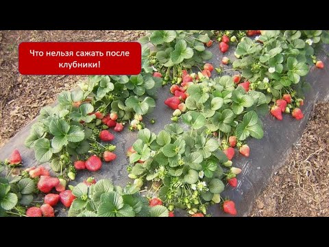 Видео: Что посадить после Клубники и получить урожай уже в этом году.