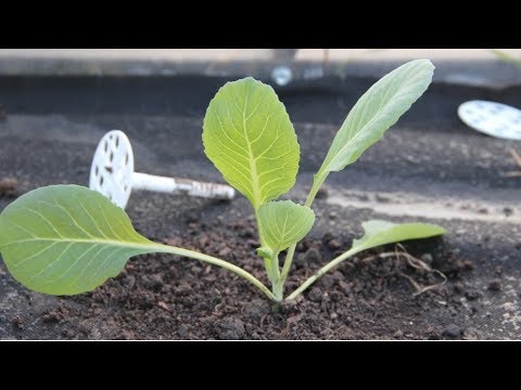 Видео: ЛУЧШИЙ СПОСОБ ПОСАДКИ КАПУСТЫ ДЛЯ ТЕХ, КТО РЕДКО БЫВАЕТ НА ДАЧЕ.