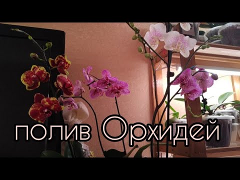 Видео: 22.12.20.полив ОРХИДЕЙ в новом для них грунте -керамзите.