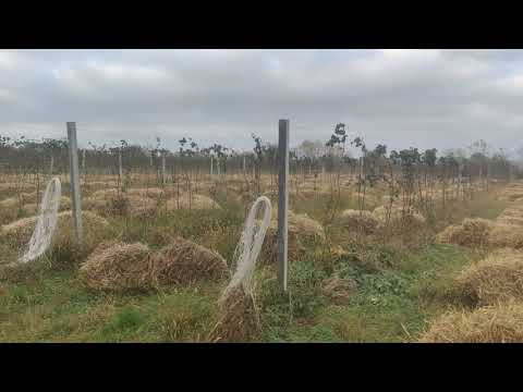 Видео: Крупноплодная малина и ежевика на Кубани. Продолжение 2022.