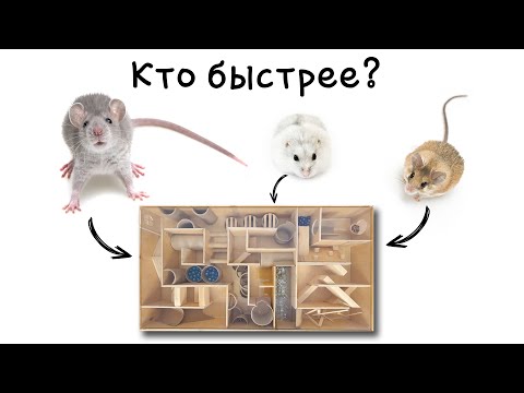 Видео: СДЕЛАЛИ СЛОЖНЫЙ ЛАБИРИНТ! Кто быстрее пройдет ЛАБИРИНТ!? КРЫСА, ХОМЯК или МЫШЬ.