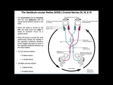Видео: Вестибулоокулярный рефлекс (ВОР) | Структура и физиология