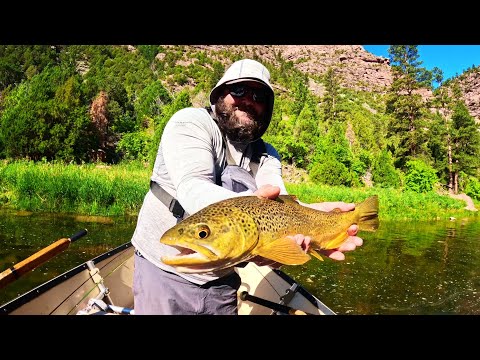 Видео: Ловля рыбы нахлыстом на реке Грин в штате Юта