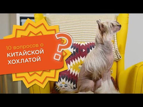 Видео: 10 вопросов о КИТАЙСКОЙ ХОХЛАТОЙ СОБАКЕ