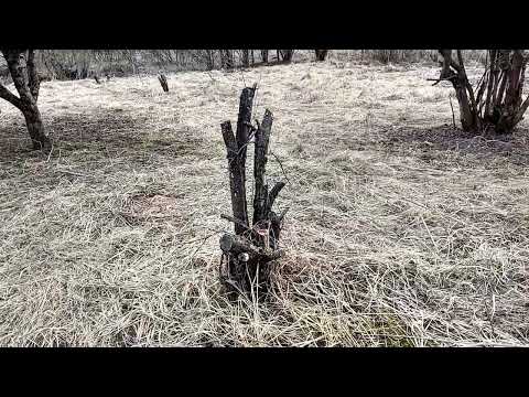 Видео: Прогулка по саду