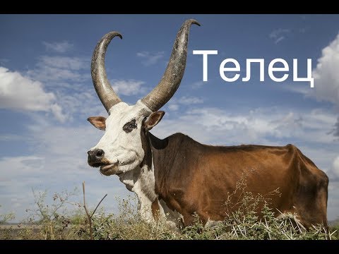 Видео: Знак зодиака Телец