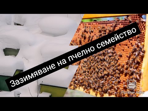 Видео: Зазимяване на пчелно семейство - първа стъпка