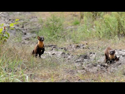 Видео: Куниці ледве не збили з ніг. Гон оленя ще не почався.