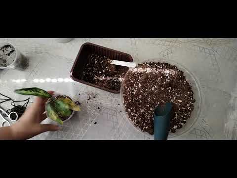 Видео: Пересадка на фитиль. 06.09.2025г. 