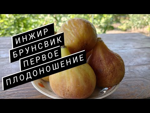 Видео: Инжир Брунсвик