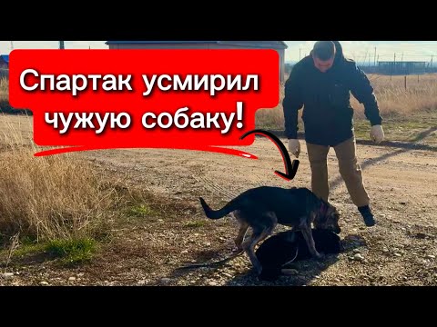 Видео: Спартак красавчик радует меня с каждым днём