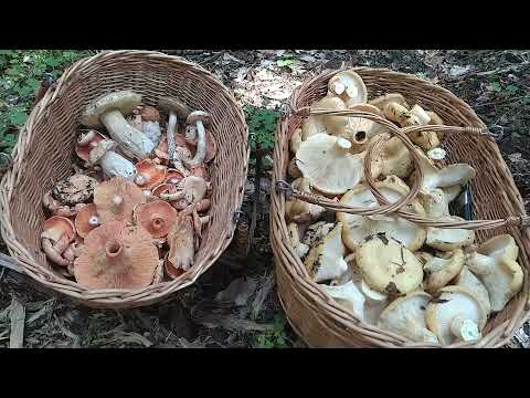 Видео: И снова здравствуйте, ГРИБОЧКИ!!!!! Архыз, 4 августа 2021.