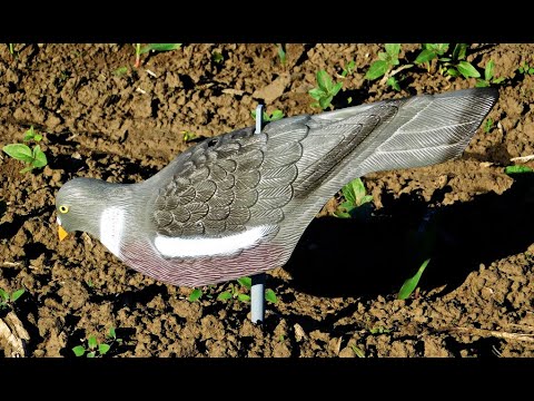 Видео: Полукорпусные чучела вяхиря. Обзор и тестирование.
