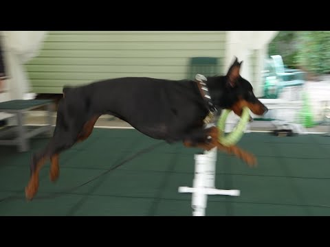 Видео: Догтренинг 676. Урок из курса повышенной сложности "правильная собака": доберман
