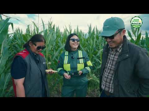 Видео: Өвөлжөөнөөсөө өвлийн тэжээлээ бэлдэх боломж: 0.5 га газраас 20-30 тонн ургац хураана.