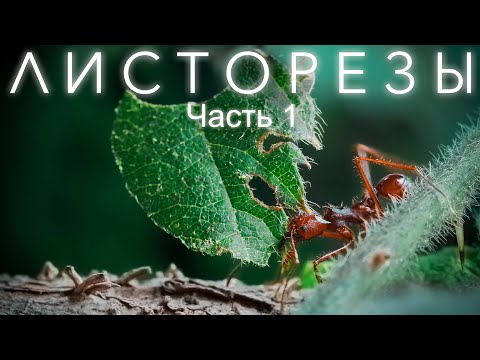 Видео: Я ЗАВËЛ ЛИСТОРЕЗОВ И ВОТ, ЧТО ИЗ ЭТОГО ВЫШЛО! ATTA MEXICANA ЧАСТЬ 1!