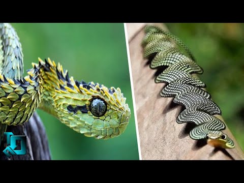 Видео: 10 Самых Редких Змей в Мире