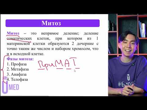 Видео: Деление клетки. Запомни в чём отличие между МИТОЗОМ и МЕЙОЗОМ
