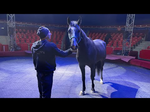 Видео: Как проходят репетиции в цирке. Джигитовка. «джигиты Муратовы»
