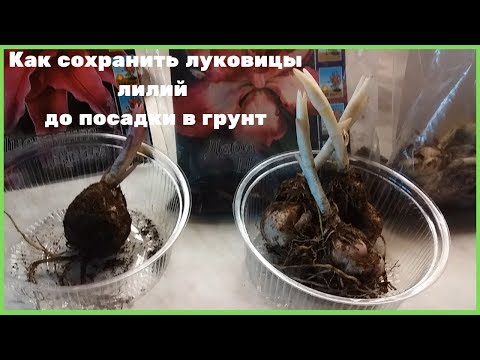 Видео: Как сохранить луковицы лилий до посадки в грунт
