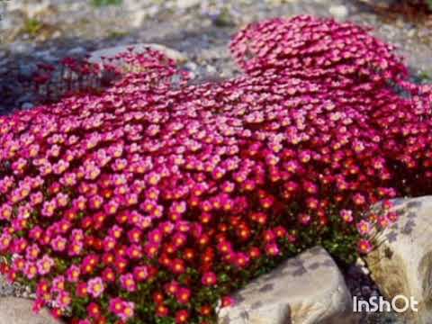 Видео: Найкращі грунтопокривні рослини в саду#декоративнийсад