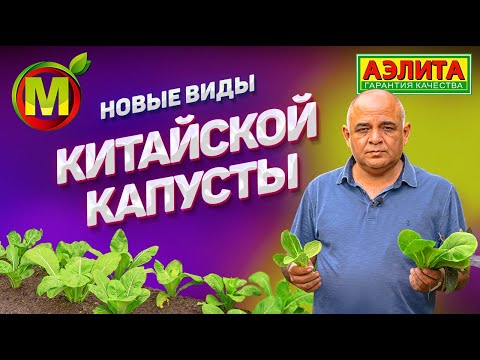 Видео: КИТАЙСКАЯ КАПУСТА для посадки и выращивания