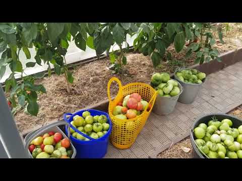 Видео: Как можно сохранить помидоры на зиму. Курочки в осенних "шапочках."