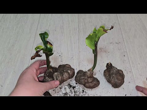 Видео: Реанимация Замиокулькаса МАРАФОН ЗАМИОКУЛЬКАС ЧАСТЬ 9