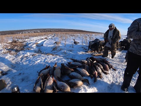 Видео: ГУСЬ ПОПЁР!!! ОХОТА НА ГУСЯ В ЯКУТИИ!